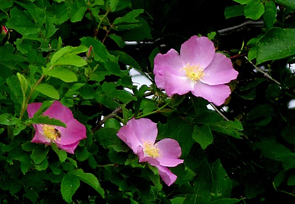 Wild Prairie Roses (Rosa arkansana) on the Shoreline