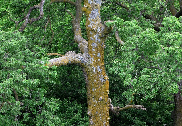 Lakeside Bur Oak (Quercus macrocarpa)