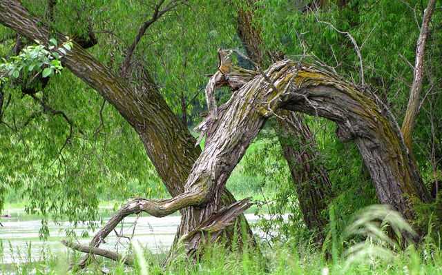 Oakwood Lakes State Park Pond-side Bur Oaks (Quercus macrocarpa) at Mortimer Slough