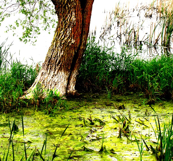 Swamp at Pond's Edge