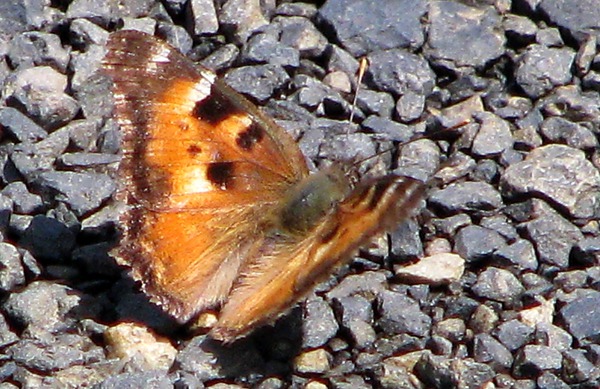 Puddling Budderfly Wings Out