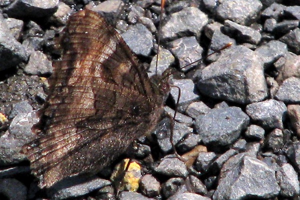 Puddling Budderfly Wings Up