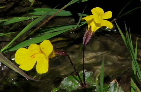 Tiny Creek Yellow Flowers