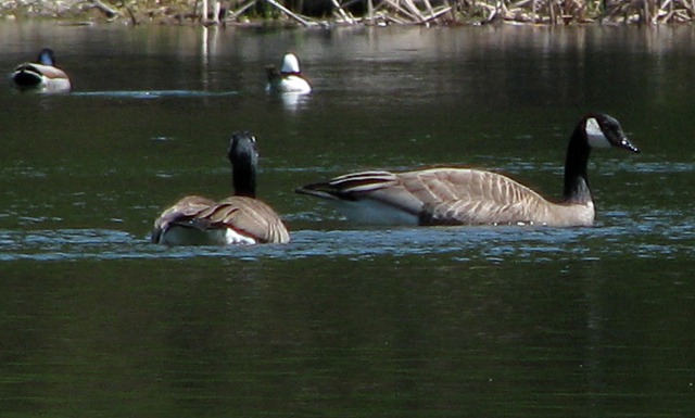 Canada Geese and Mallard Ducks on the Lake