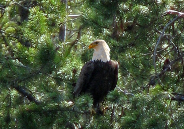 A Bald Eagle Watches the Lake from a Tree