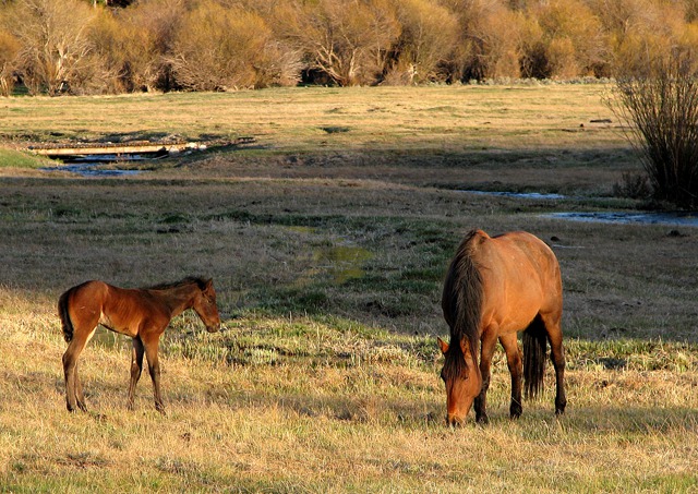 Big Hole Mother and Foal