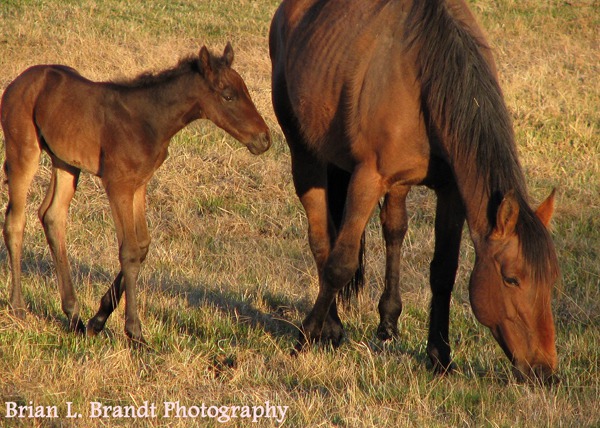 Big Hole Mare and Foal Closer