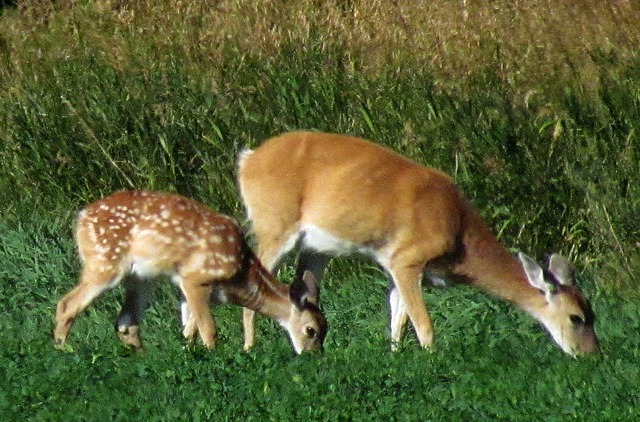 Whitetail (Odocoileus virginianus) Doe and Fawn Chowing Down