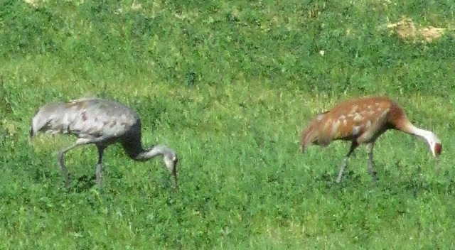 A Pair of Sandhill Cranes (Grus canadensis) Working a Field