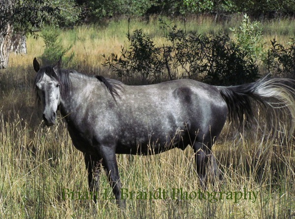 Dappled Gray Horse in a Riverside Pasture