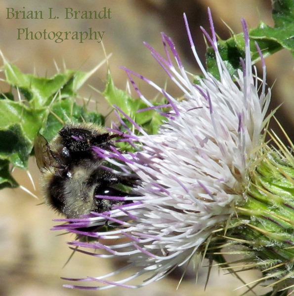 Bumble Bee in a Thistle Bloom