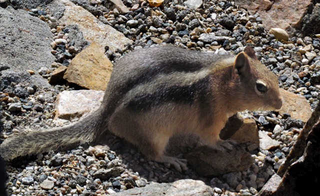 Golden-Mantled Ground Squirrel  (Callospermophilus lateralis)  Working the Overlook Visitors' Center