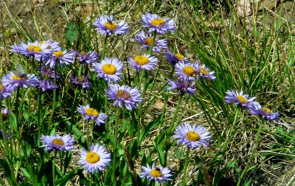 Buff Fleabane (Erigeron ochroleucus) Blossoms in a Small Patch of Grass and Topsoil