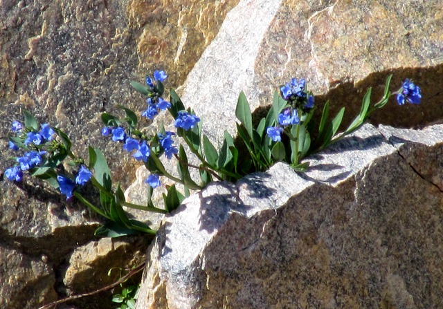 Mountain Bluebells (Mertensia ciliata) Emerge from a Granite Crack