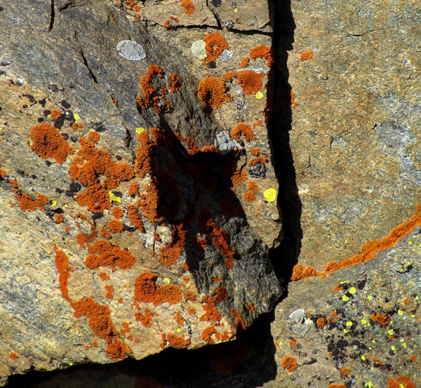 Lichen on the Rocks Near Summit