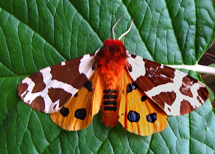 Garden Tiger Moth (Arctia caja) At Visitor's Center in Ouray CO