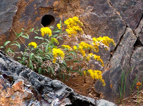 Goldenrod (Solidago) Fronts a Drill Hole