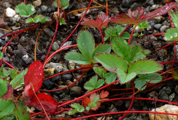 Wet Woodland Strawberries (Fragaria vesca)