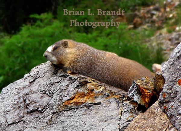  Yellow-bellied Marmot (Marmota flaviventris) Contemplates Life at Red Mountain Pass