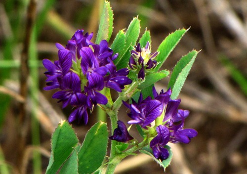 Hooked Spur Violet (Viola adunca)