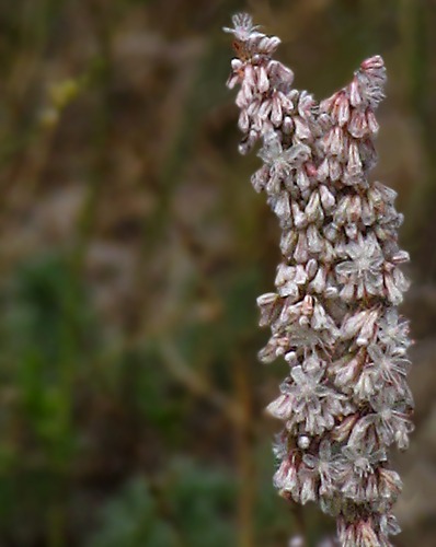 Redroot Buckwheat (Eriogonum racemosum)