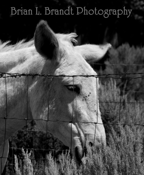 Urban Taos Resident Burro Explores Sage