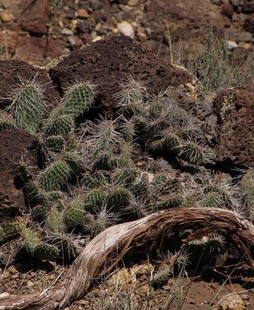 Log, Prickly Pear Cactus (Opuntia phaeacantha) and Basalt