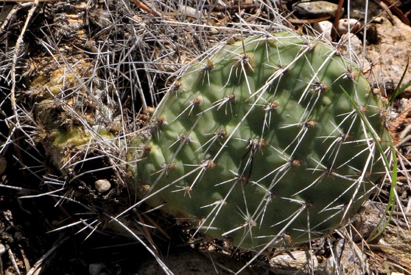 Prickly Pear Cactus (Opuntia phaeacantha) on the Edge of Rio Grande Gorge
