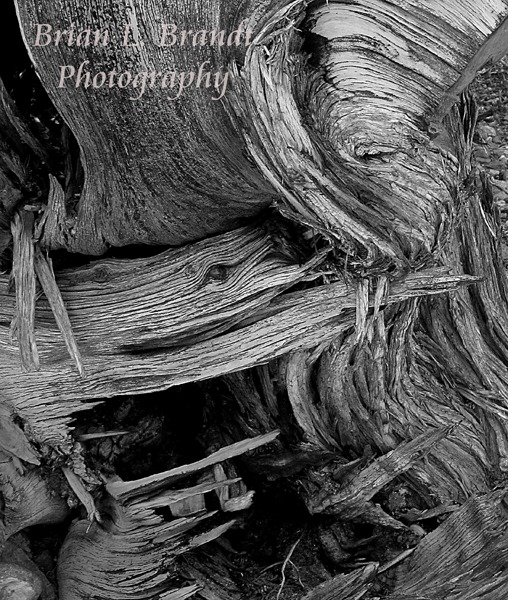 Splintered Wood on the La Junta Trail