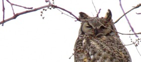 Potential Predation Perpetrator, Great Horned Owl, (Bubo virginianus),