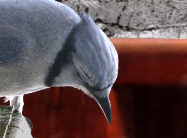 A Blue Jay Eyes a Suet Bit Before Diving In