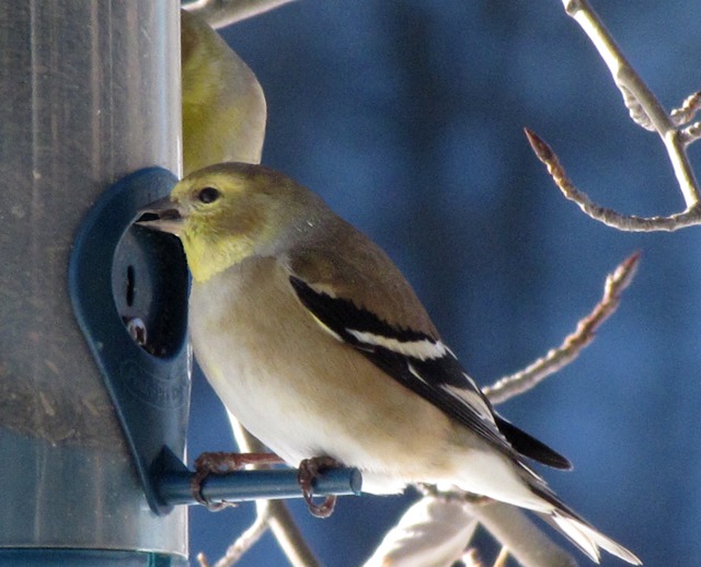 A Goldfinch Dines in the Post-Blizzard Sunshine
