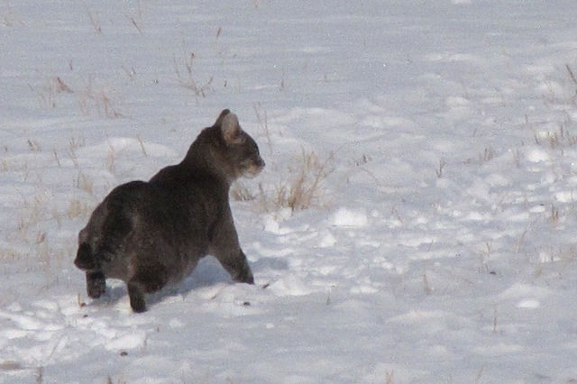 Skittish Barn Cat Low-Tails It After Streamside Mouse Hunt