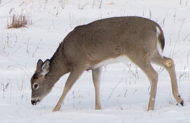 Young White Tail Deer Forages After the Blizzard