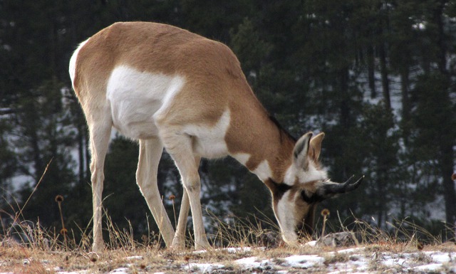 Antelope (Pronghorn) Buck Takes Advantage of a Wind-Swept Ridge