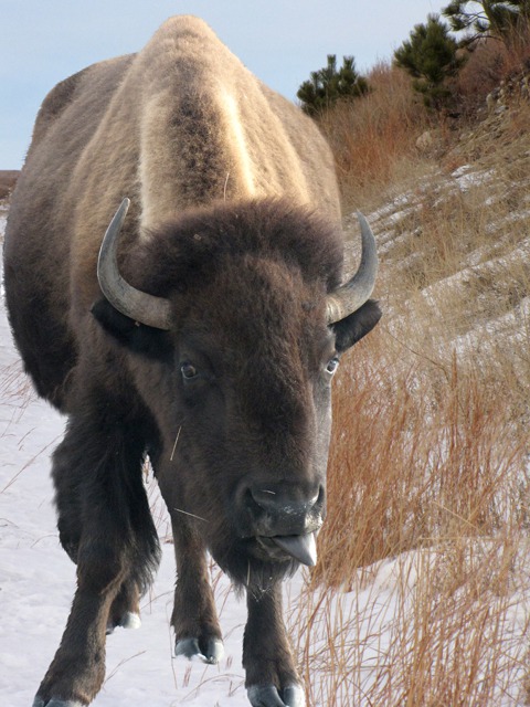 Bison Holds Photographer in Contempt -- Or Is Licking Minerals Off his Nose