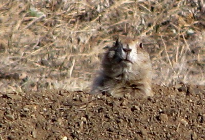 Prairie Dog Looks for Terrstrial Predators