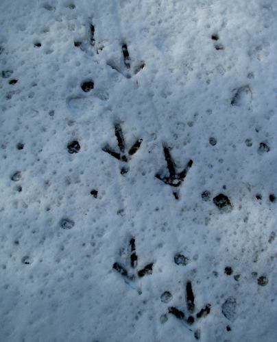 Wild Turkey Tracks in the Spring Snow