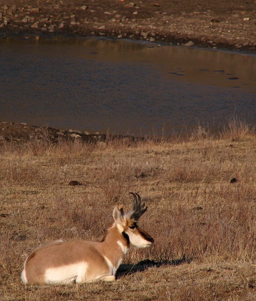 Antelope Buck Dozes in Afternoon Sun