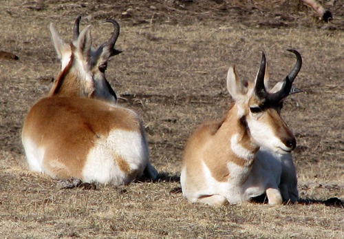 Antelope Buck Pair