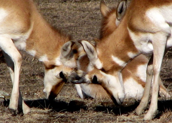 Juvenile Antelope Sparring