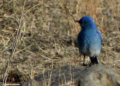 Early Arrival Mountain Bluebird on a Rock
