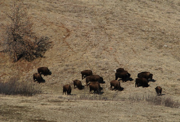 Bison Forage in a Draw