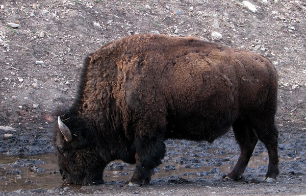 Bison Slakes Thirst in a Mud Puddle