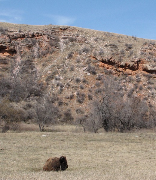 Lone Bison (Bison bison) -- Red Cliffs