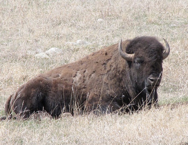 Bison Bull (Bison bison) at Rest