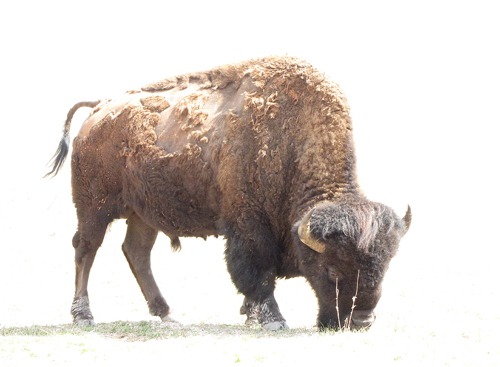 Sun Soaked Bison (Bison bison) with Bison Exposure