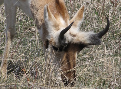 Pronghorn (Antilocapra americana) Buck Head Down Grazing