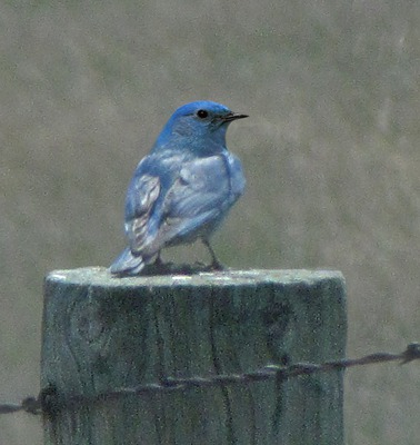 Mr. Mountain Bluebird (Sialia currucoides) on a Post