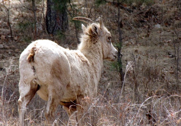A Ewe Turn and Over the Nearest Ridge -- Rocky Mountain Bighorn Sheep (Ovis canadensis)